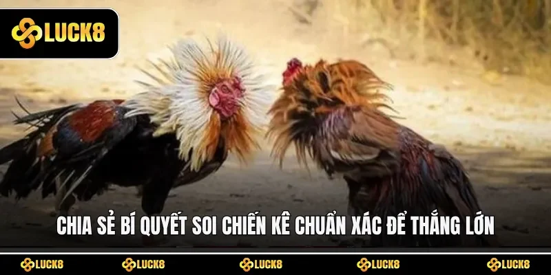 Chia sẻ bí quyết soi chiến kê chuẩn xác để thắng lớn