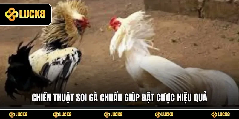 Chiến thuật soi gà chuẩn giúp đặt cược hiệu quả