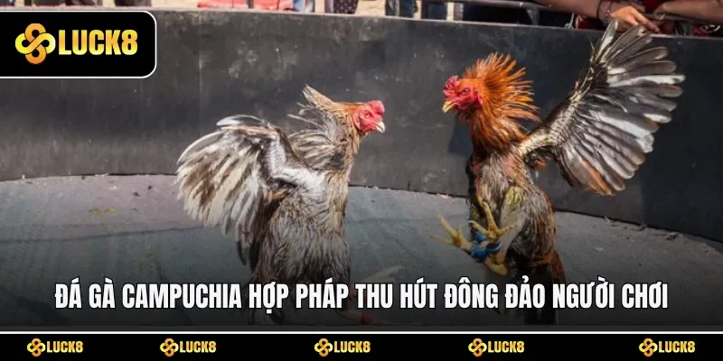 Đá gà Campuchia hợp pháp thu hút đông đảo người chơi