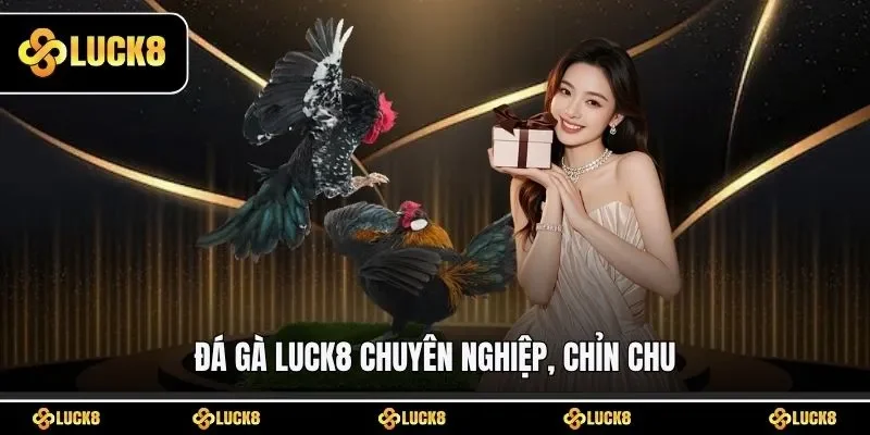 Đá gà LUCK8 chuyên nghiệp, chỉn chu