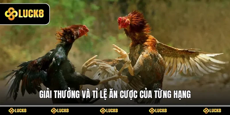 Giải thưởng và tỉ lệ ăn cược của từng hạng