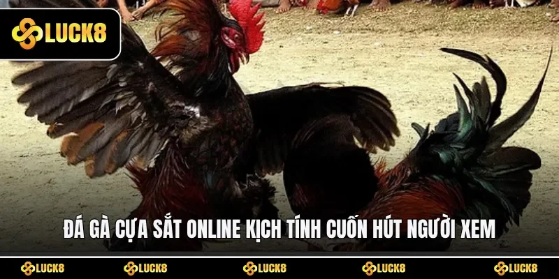 Đá gà cựa sắt online kịch tính cuốn hút người xem