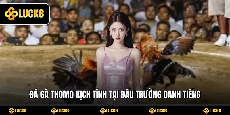 Đá gà Thomo kịch tính tại đấu trường danh tiếng