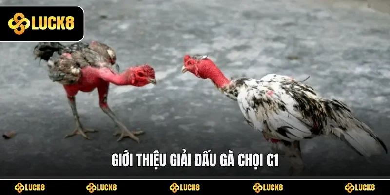 Giới thiệu giải đấu gà chọi C1