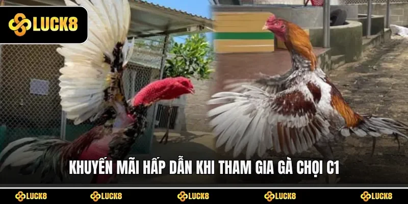 Khuyến mãi hấp dẫn khi tham gia gà chọi C1