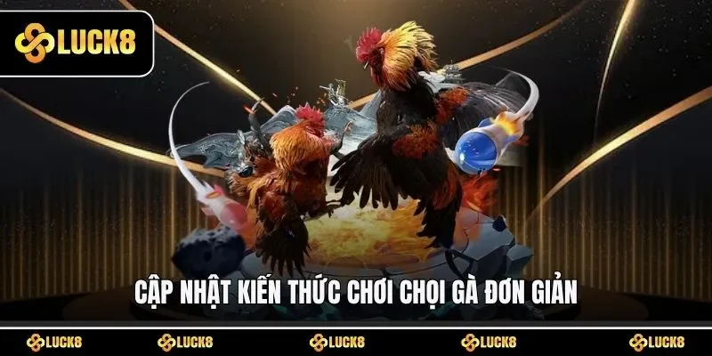 Cập nhật kiến thức chơi chọi gà đơn giản