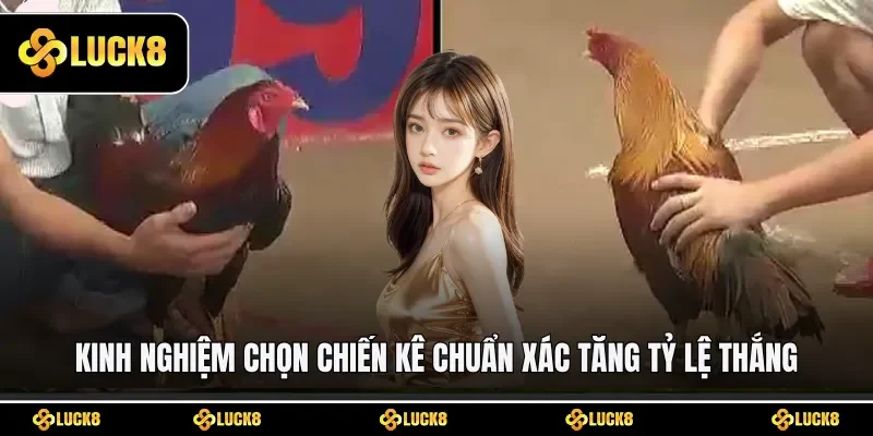 Kinh nghiệm chọn chiến kê chuẩn xác tăng tỷ lệ thắng